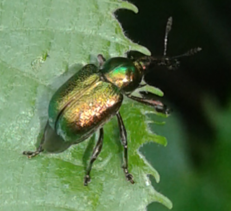 Rhynchitidae : Byctiscus betulae